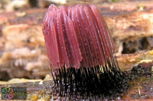 Stemonitis fusca.jpg_product